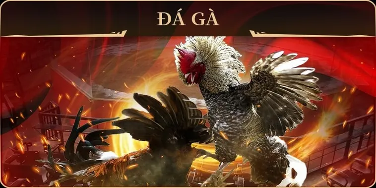 Chinh Phục Đấu Trường Thomo Với Cách Chơi Đá Gà GA28 Tại 77Loc Cực Hay