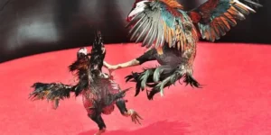 Bật Mí Bí Kíp Và Cách Chơi Đá Gà Sabong Tại 77Loc Luôn Thắng Đậm